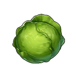 Cabbage image